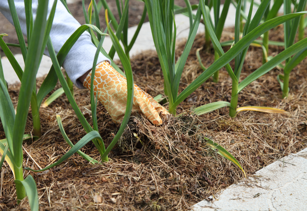 A gloved hand is shown adding mulch to a raised bed full of garlic.