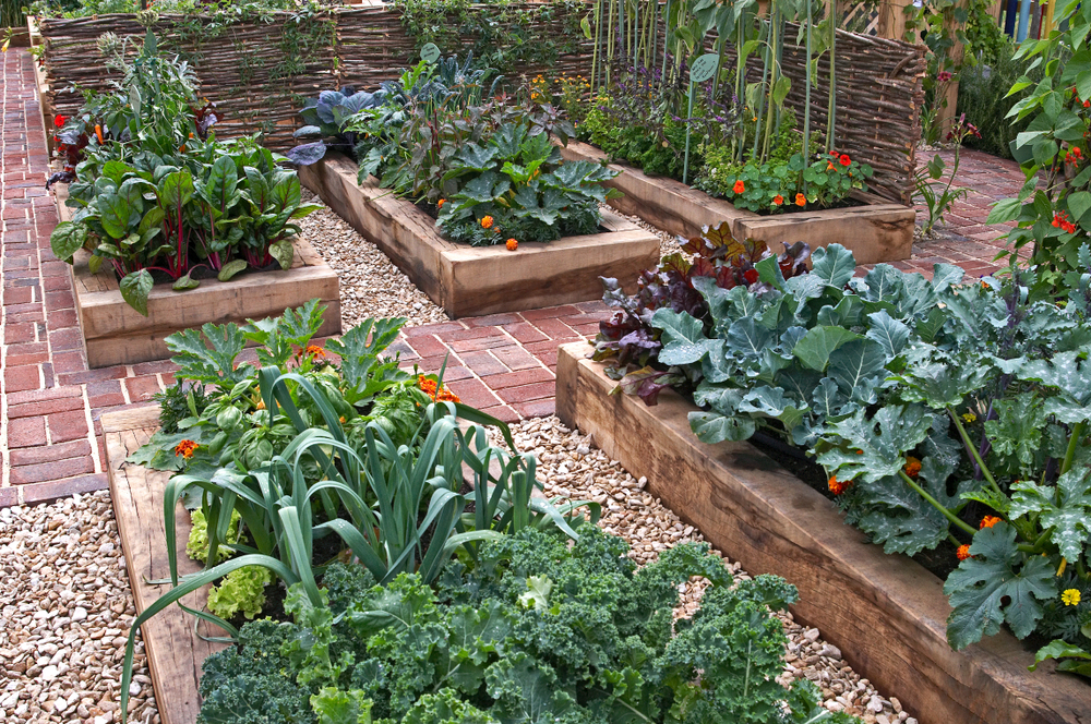 A lush and well maintained raised bed vegetable garden with brick and pebble paths. 