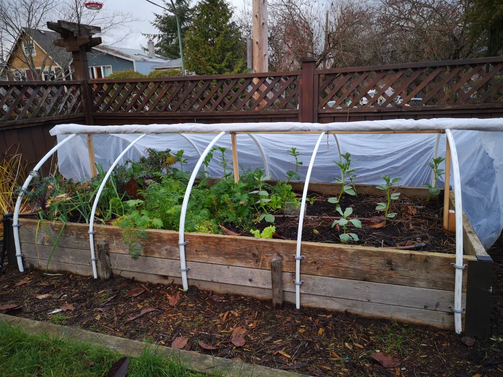 A neat raised bed with a polytunnel over it. The tunnel is pulled back halfway across the bed.