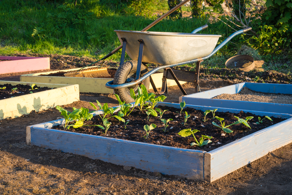 A wheelbarrow is sitting on the path between several raised bed gardens as the sun goes down.