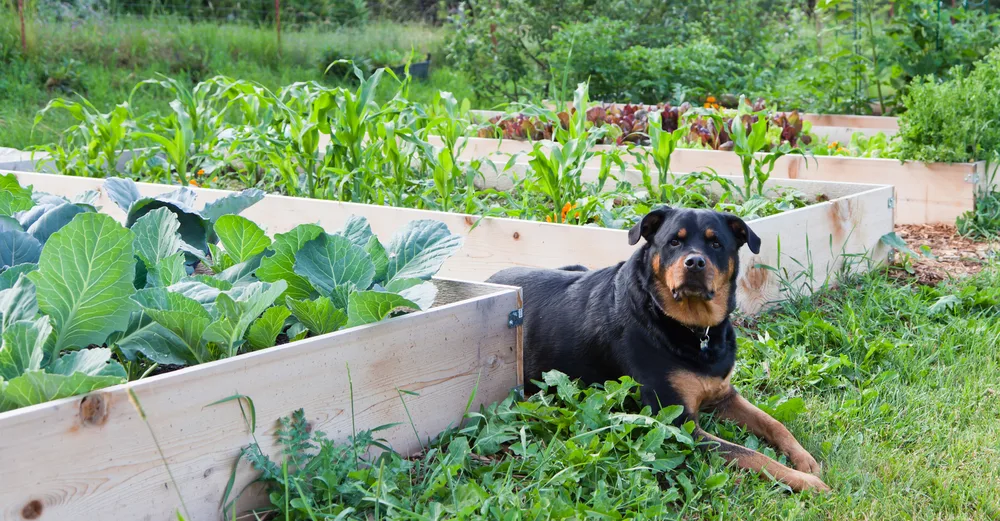 A Rottweiler lays in the weedy path between raised beds.