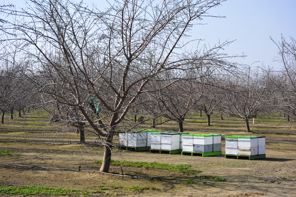 Commercial farming beehives in an almond orchard.