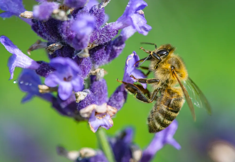 A European honey bee feeding from a lavender flower.