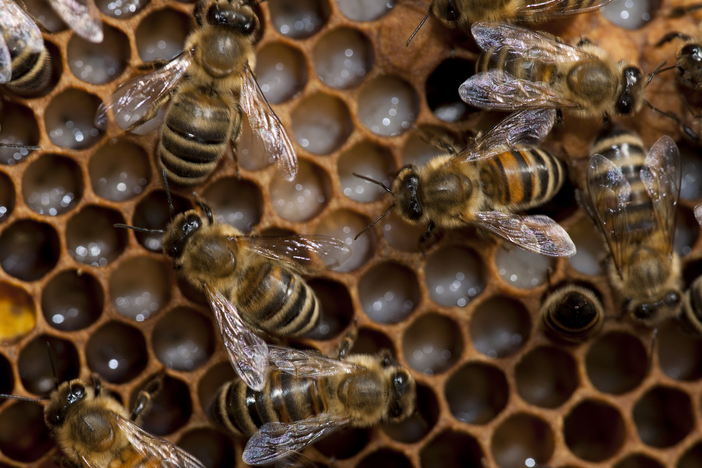 Nurse bees protect bee larva in a hive.