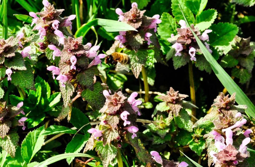 A bee sips nectar from the flowers of purple dead nettle.