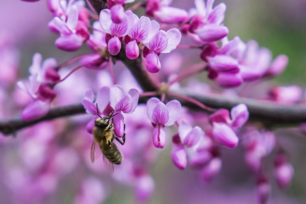 A bee sips nectar from a redbud flower.