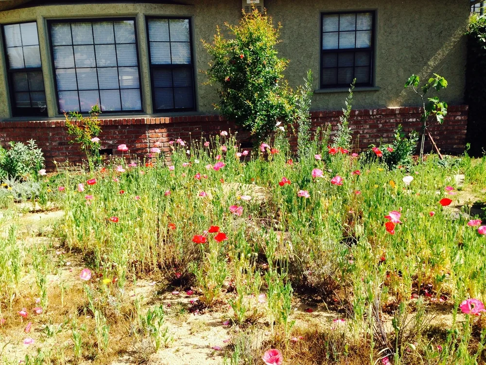 A yard has been returned to nature and is covered in wildflowers.