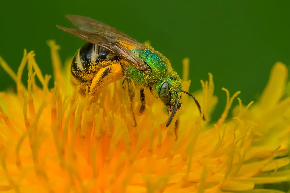 A close up of a sweat bee covered in pollen on a dandelion. 