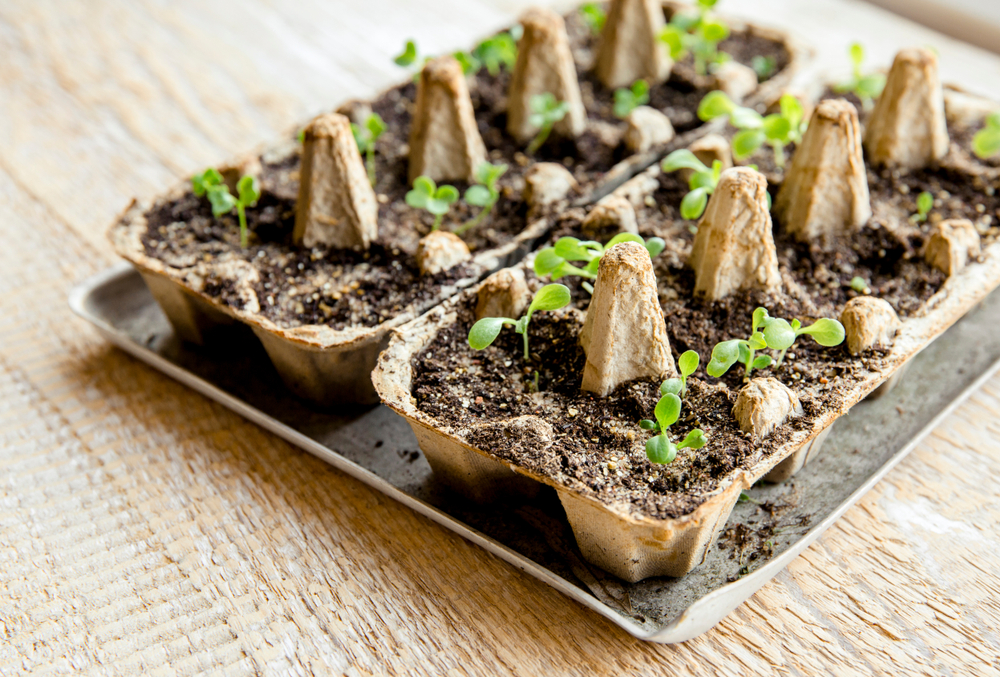 Two egg cartons used as seedling containers set on a baking sheet. There are seedlings sprouting up form the soil in the egg cups. 