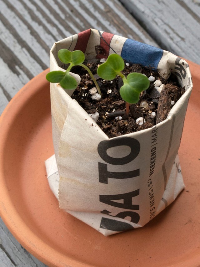 I Tested 7 Biodegradable Seedling Pots – Web Story