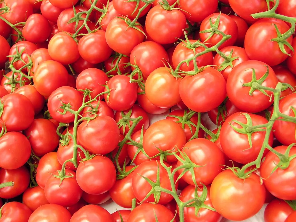 Dozens of bloody butcher tomatoes.