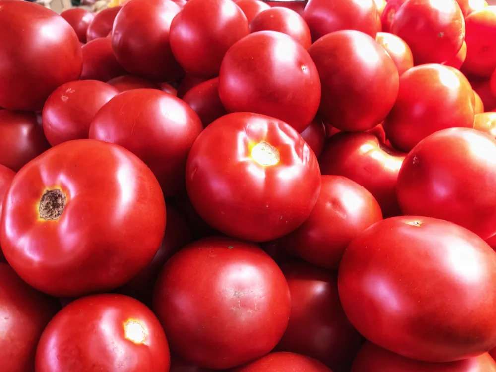 A pile of early girl tomatoes, a short-season tomato cultivar.