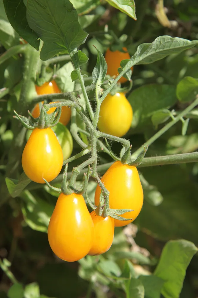 Golden Sweet tomatoes on the vine, a short-season tomato. 