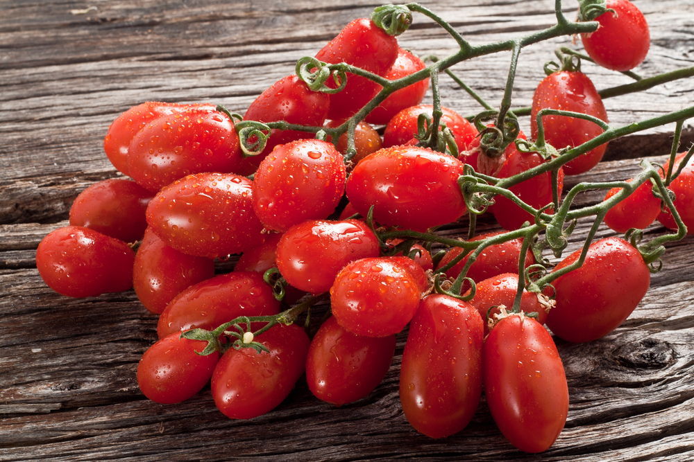 Juliet tomatoes, a short-season tomato cultivar.