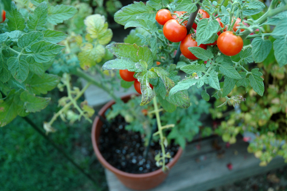 4th of July, a short-season tomato cultivar.