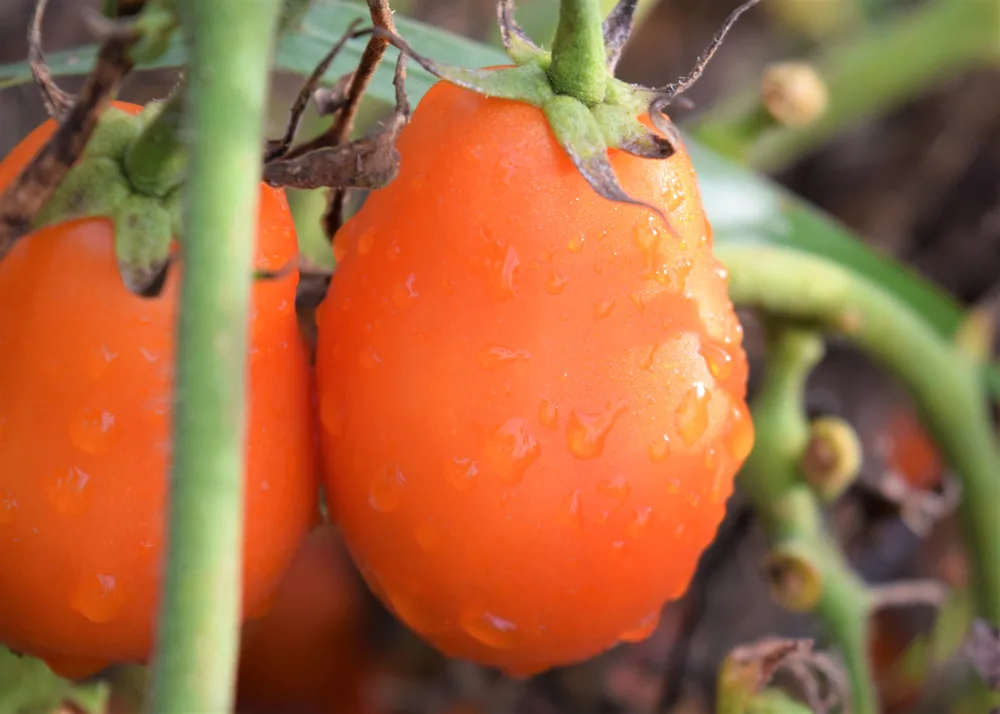 Orange roma, an heirloom short-season tomato.