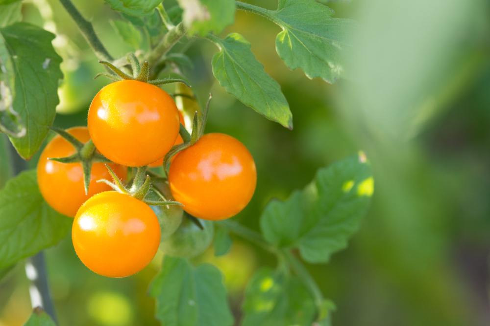 Sun gold cherry tomatoes growing on the vine.