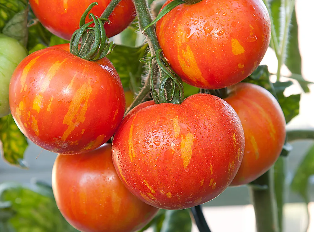Tigerella tomatoes, a short-season tomato cultivar.