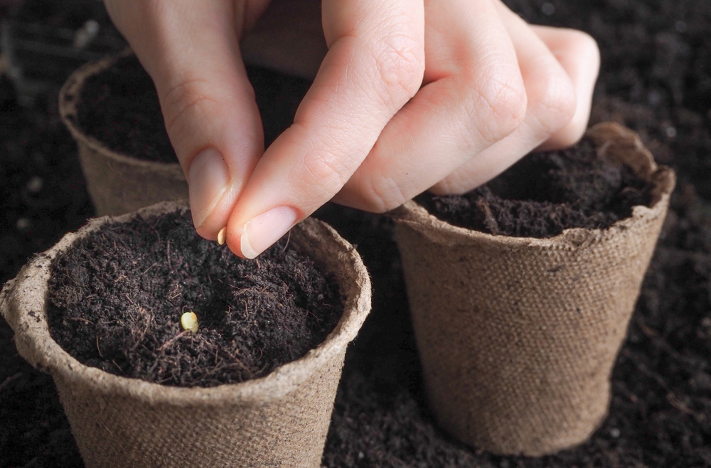 A close up of fingers planting pepper seeds in soil in peat pots. 
