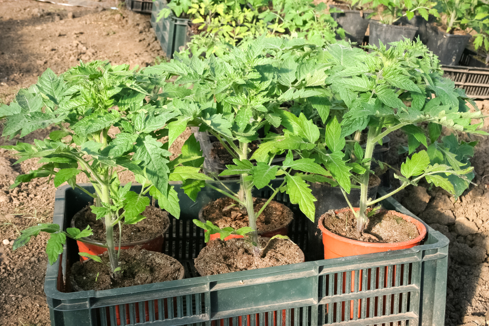 Several tomato seedlings in a large tray set on the ground in a sunny spot.