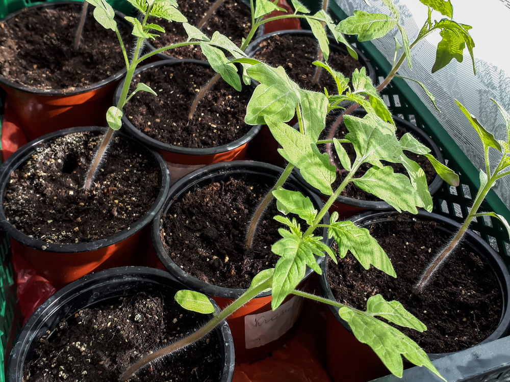 A tray of individual tomato seedlings, all of which are leaning towards the sunlight. 