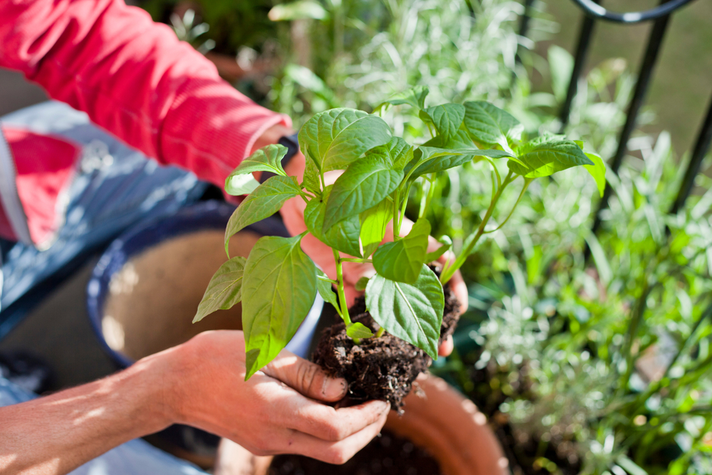 A woman's hands holding pepper plant seedlings in the process of repotting. 
