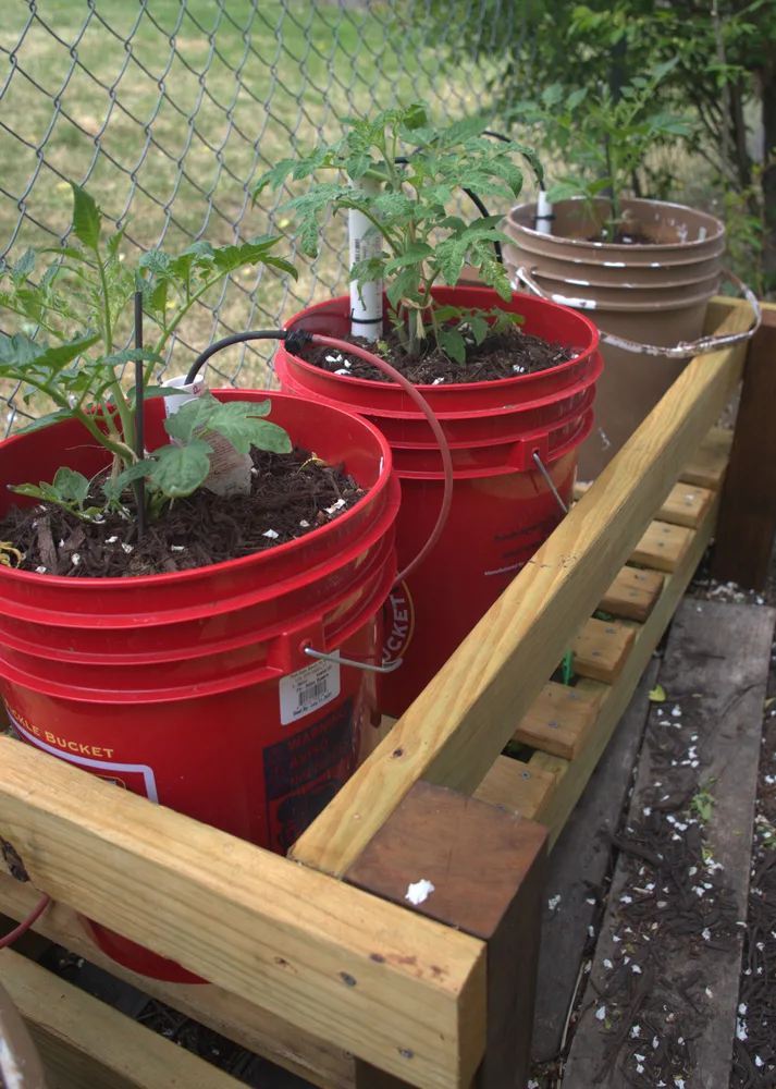 Tomatoes growing in buckets