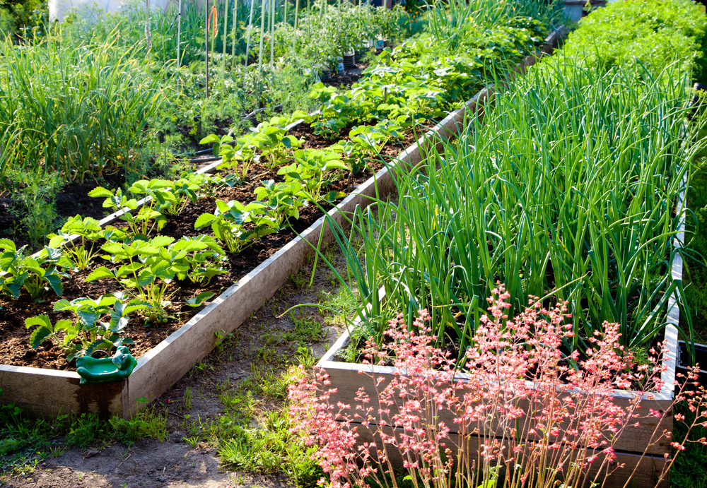 Садење ленти храна градина