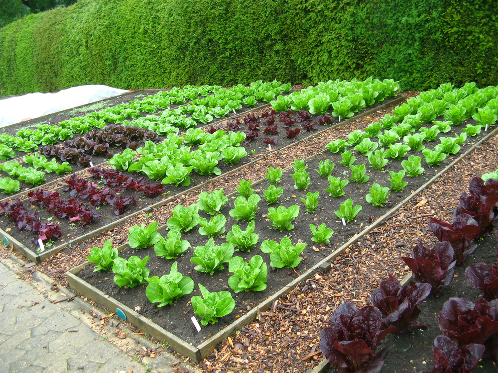 https://www.ruralsprout.com/wp-content/uploads/2021/01/vegetable-garden-rows.jpg