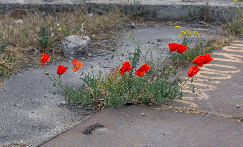 Poppies growing up out a crack in the sidewalk.