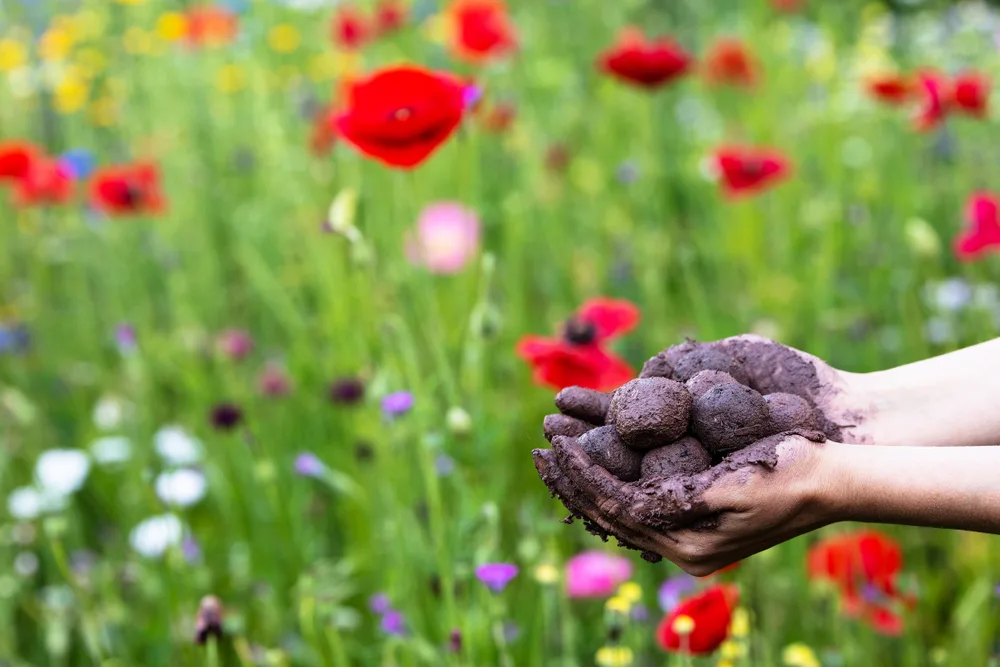 Muddy hands holding wildflower bombs in front of a field of wildflowers.