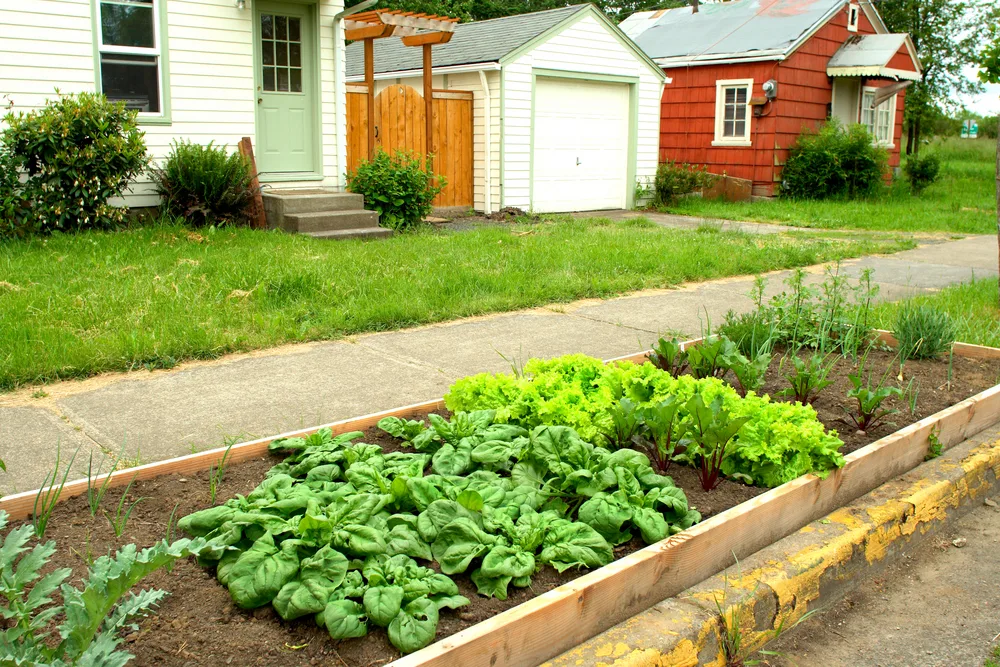 A sidewalk garden is filled with healthy vegetable plants growing.