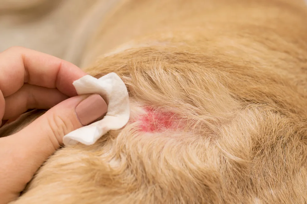 Fingers press a cotton swab to an irritated patch of skin on a dog's back.