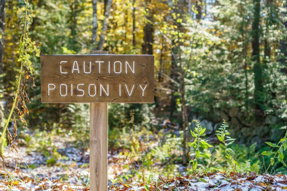 A wooden sign in the woods reads, "Caution Poison Ivy".