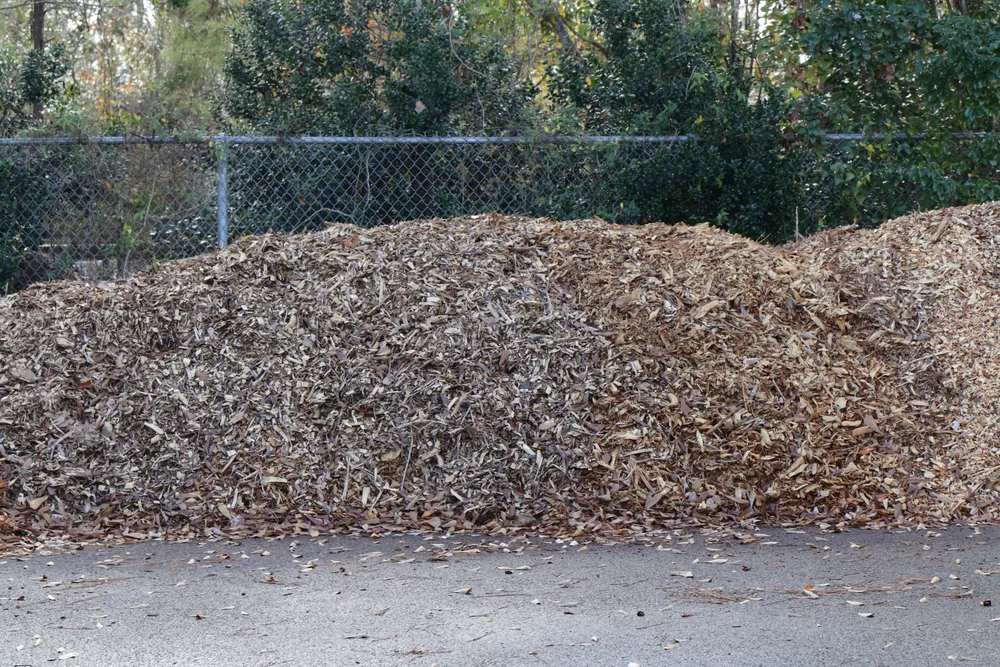 A giant pile of Christmas tree mulch will be composted.