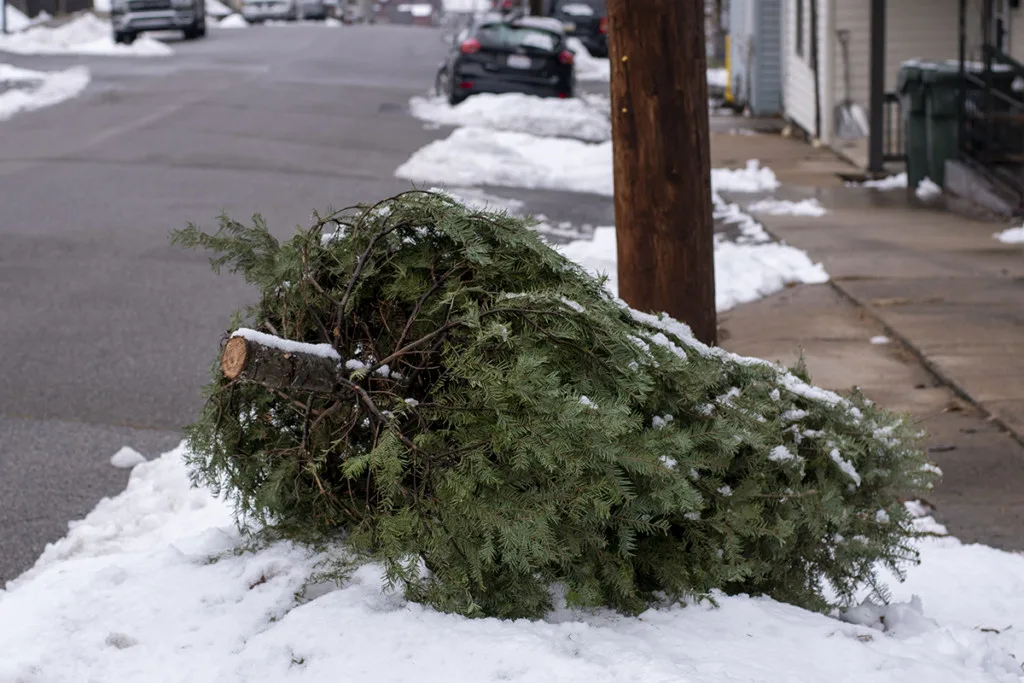 A Christmas tree is sitting on top of a pile of snow by the curb awaiting pick up by the borough.