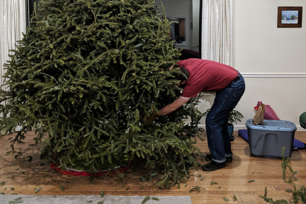 Man is bending over cutting branches from an undecorated Christmas tree.