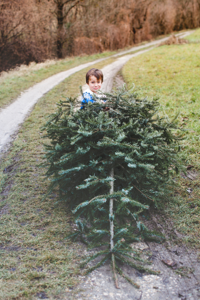 A small boy helps to drag an undecorated Christmas tree into the woods.