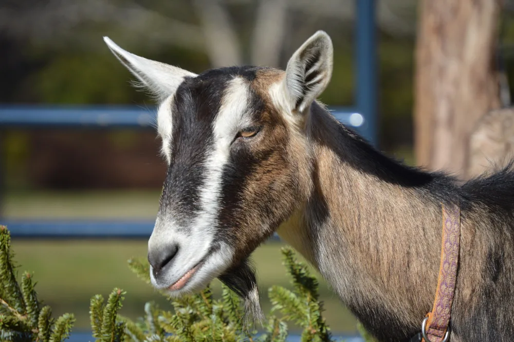 A goat is nibbling on a Christmas tree snack.