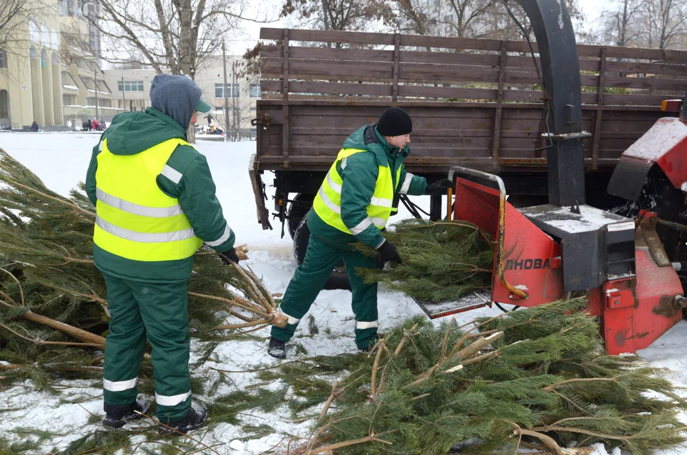 Two men feed discarded Christmas trees into a wood chipper.