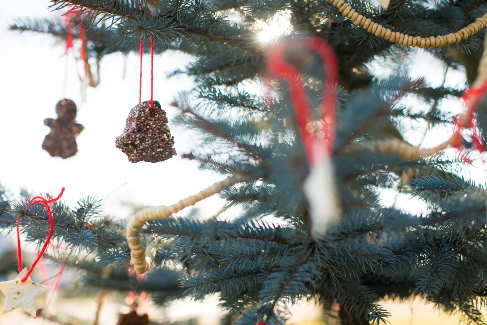 An outdoor Christmas tree is decorated with homemade birdseed ornaments.