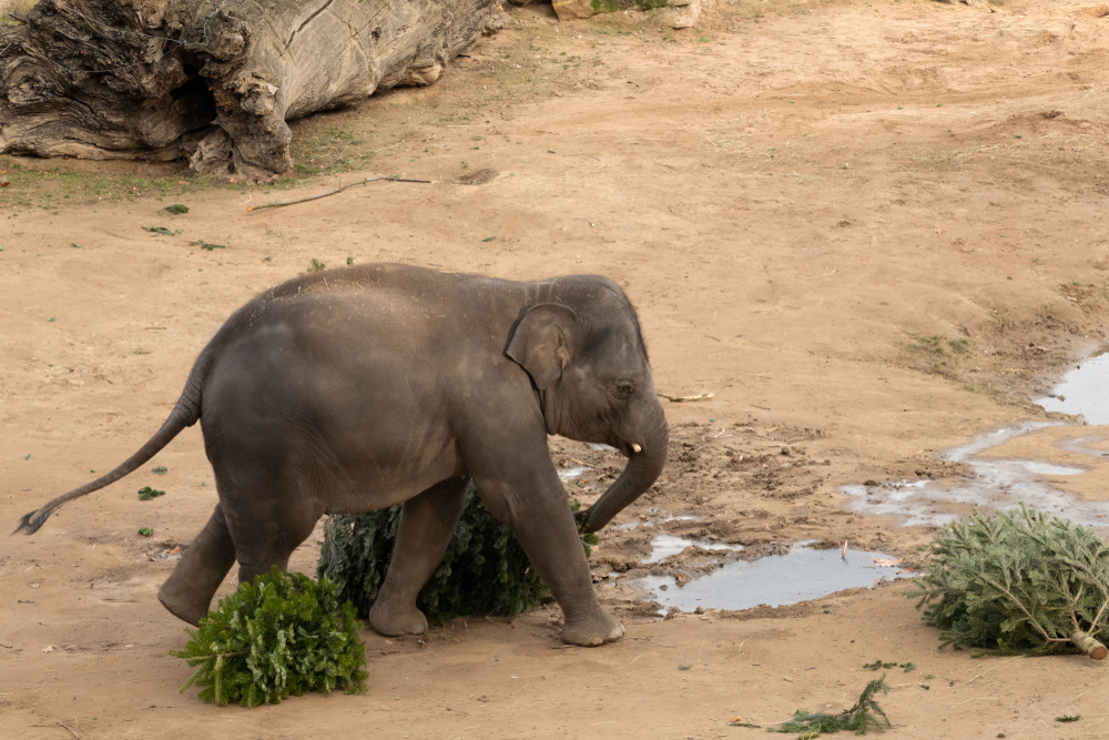 A baby elephant plays with disposed Christmas trees in a zoo. 