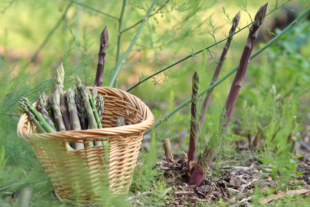 Purple and green asparagus growing in a garden and being picked and put in a basket.