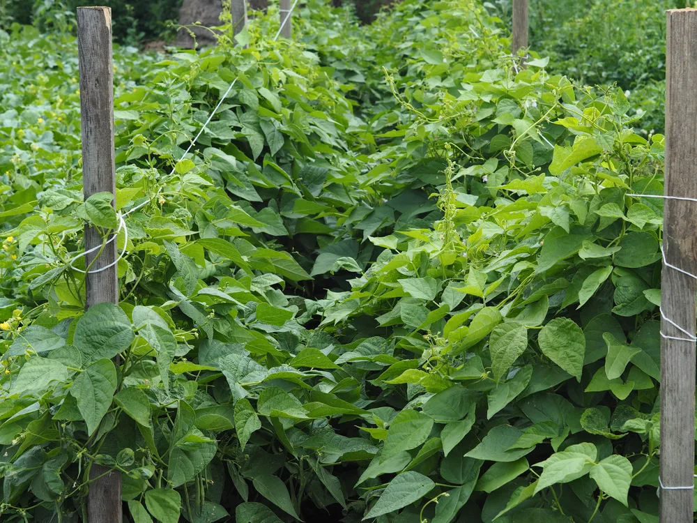 Rows of beans growing in a garden. 