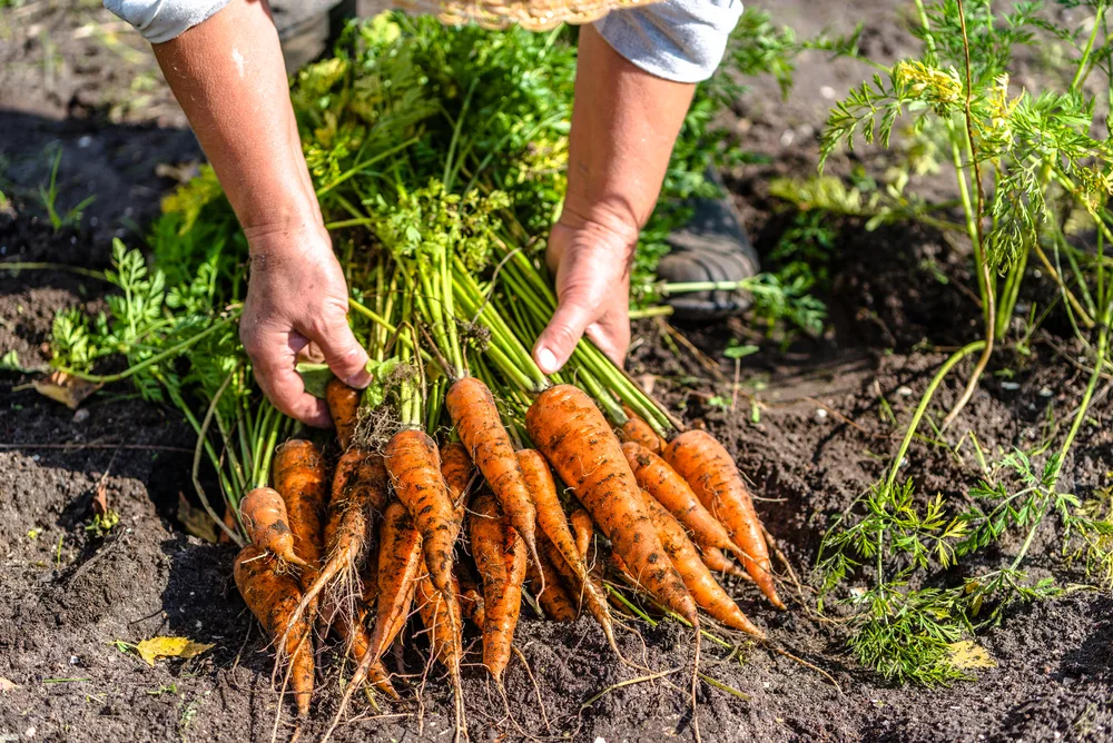 A farmer grasps a bunch of carrots that have just been pulled from the ground.