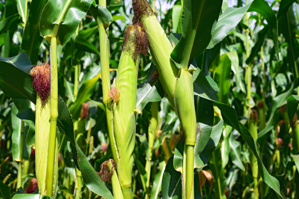 Stalks of corn growing in a garden.