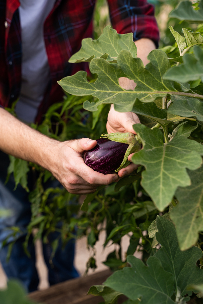 A hand holds an eggplant growing in a raised bed.