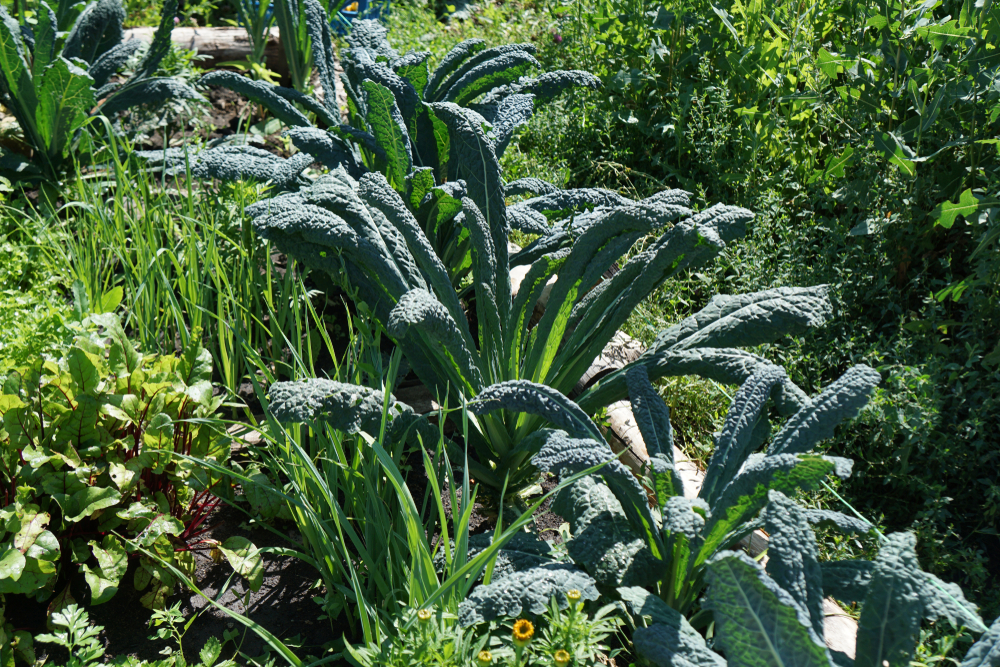 Tuscan kale grows among other vegetables in a garden bed.
