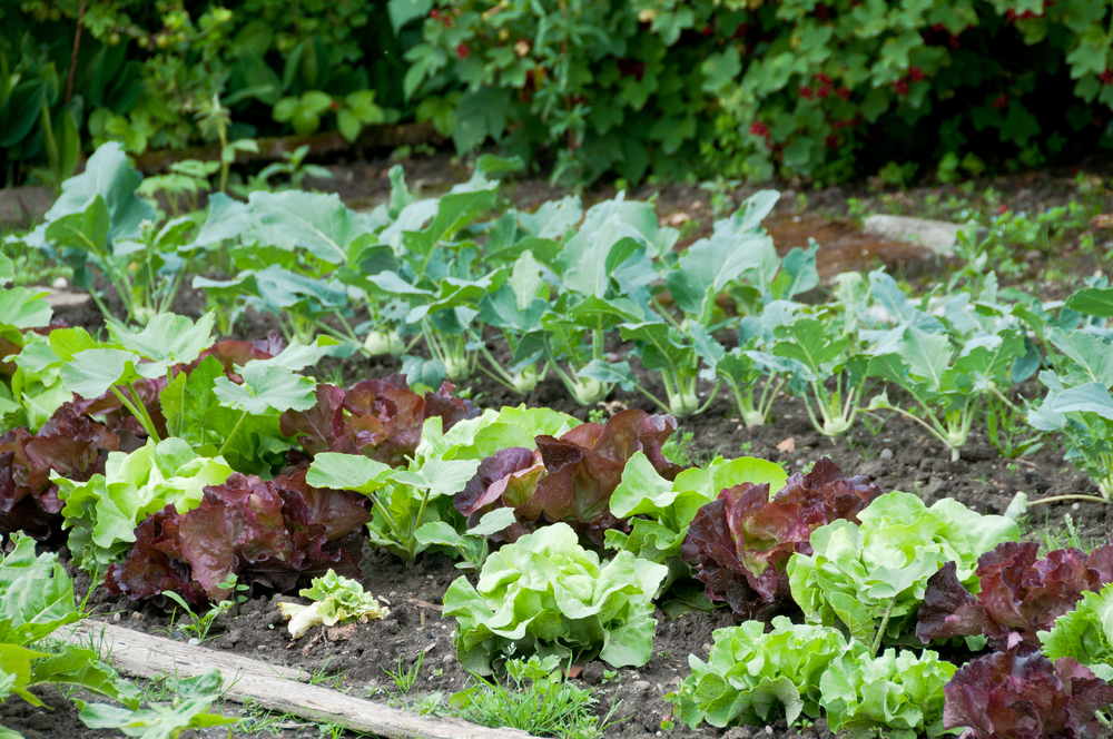 Lettuces growing in rows in a garden bed.