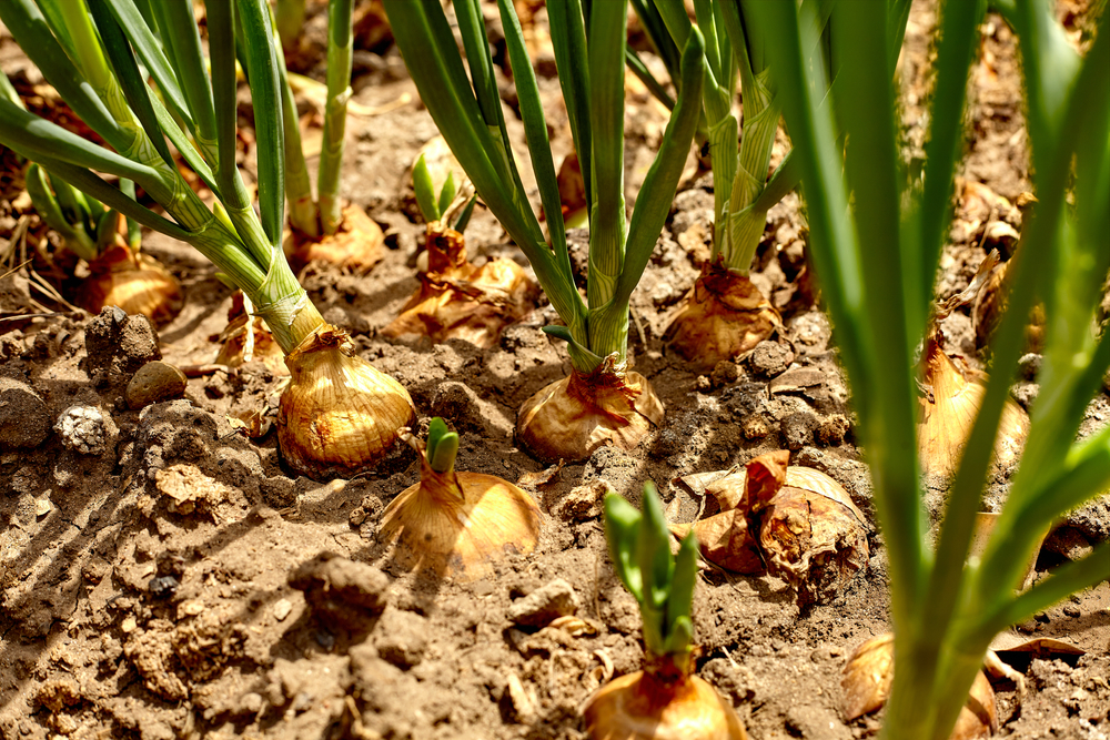 A patch of onions growing in the ground.